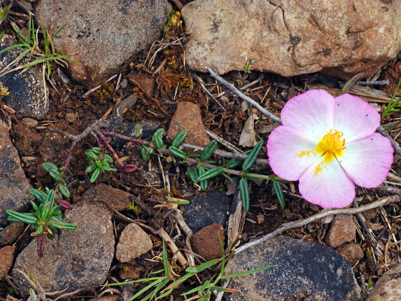 Helianthemum morisianum